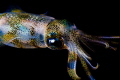   squid nightdive  